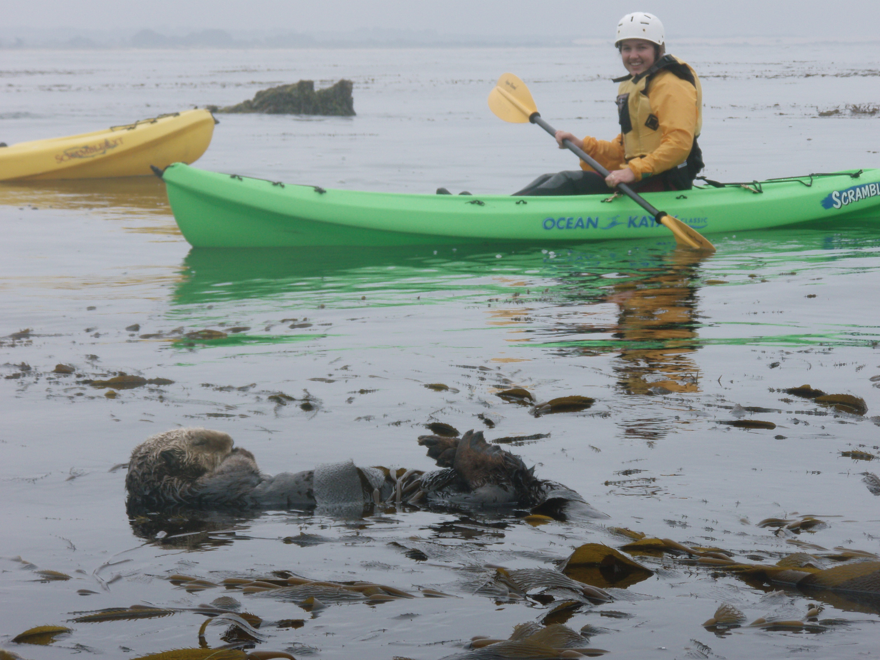 me and the sleepy sea otter